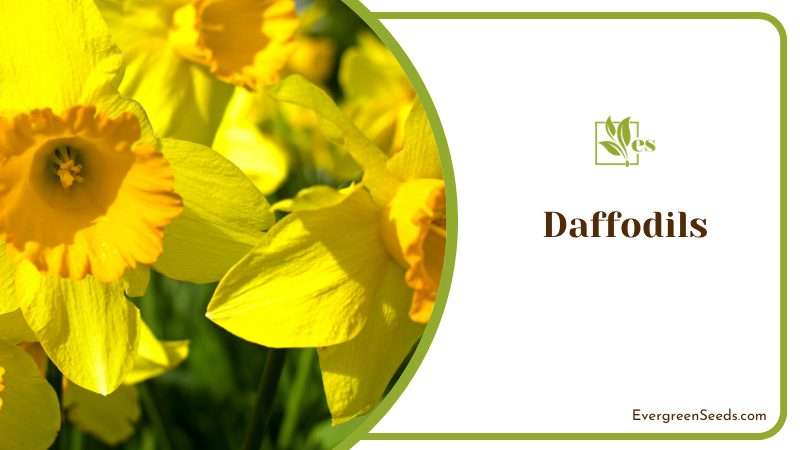 Daffodils Flower