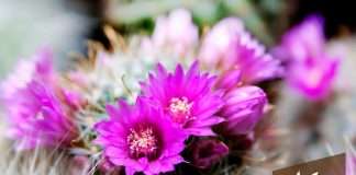Desert Pink Flowers