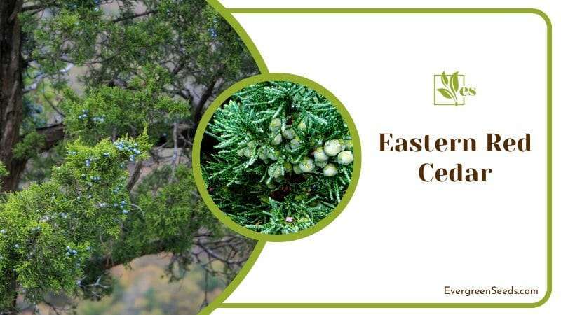 Evergreen Needles of Eastern Red Cedar