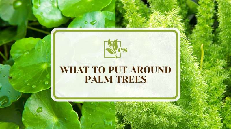 Exciting Plants Around Palm Trees
