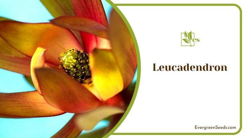 Exotic Leucadendron Flower in Bloom