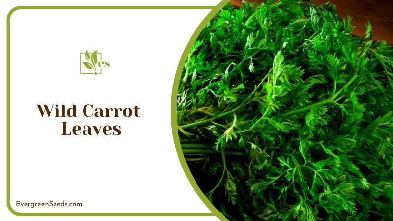 Exotic Wild Carrot Leave