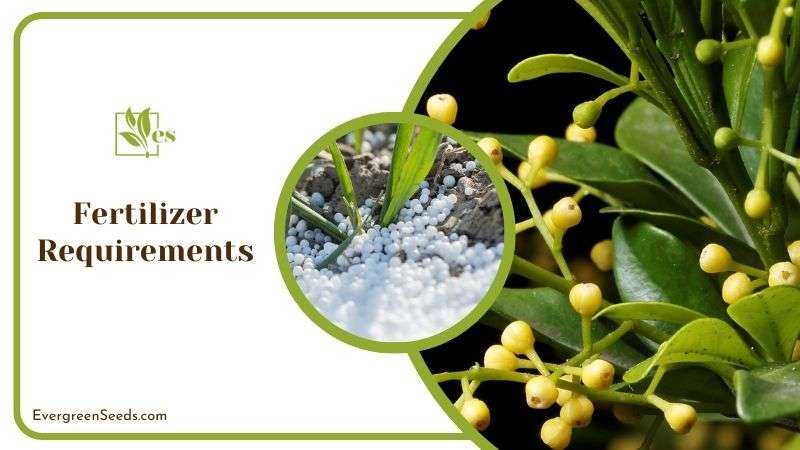 Fertilizer Guide for Chinese Perfume Plant