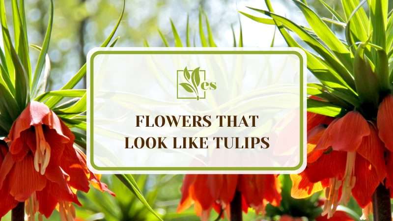 Flowers that Look Like Tulips