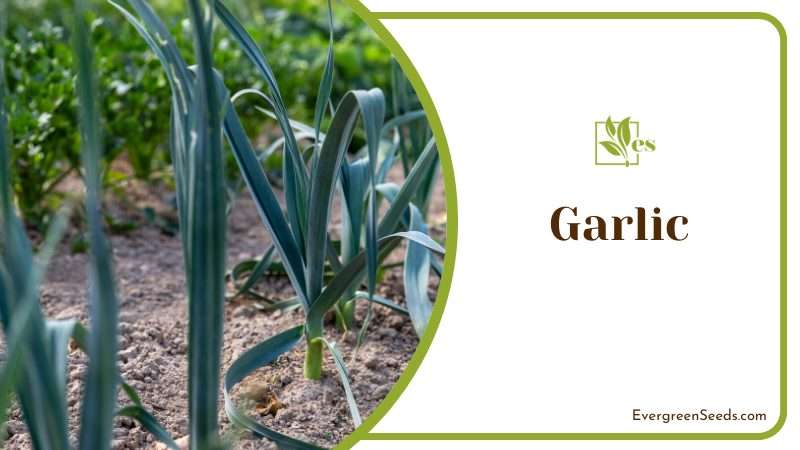 Garlic effective snake deterrent