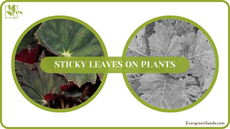 Get rid of Sticky Leaves on Plants
