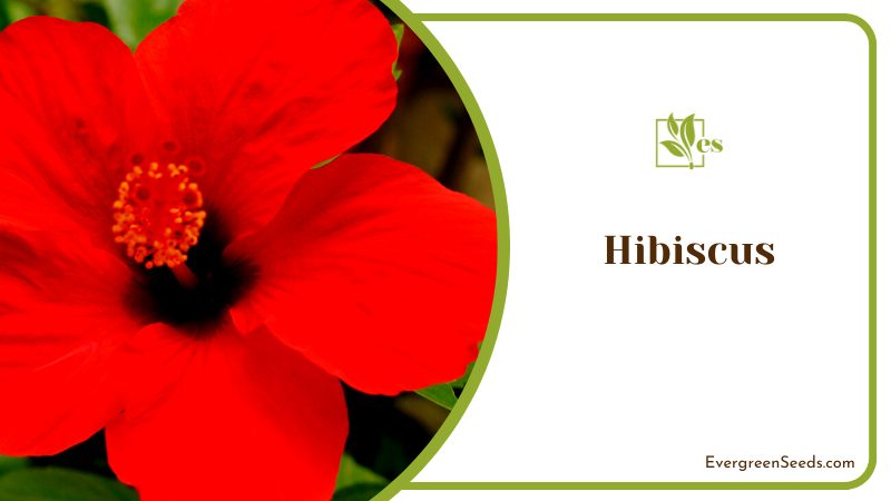Hibiscus Flowers Blooming