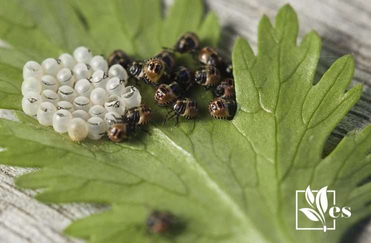 Insect Eggs in a Leave