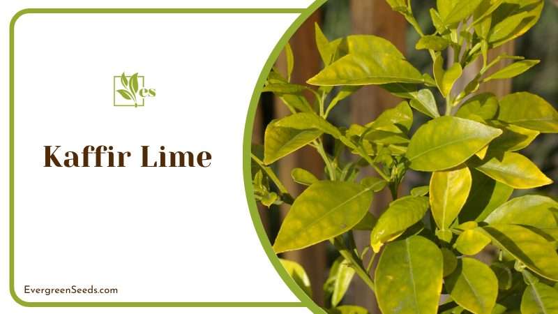 Kaffir lime is a thorny bush