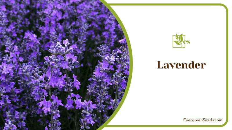 Lavender Lavandula