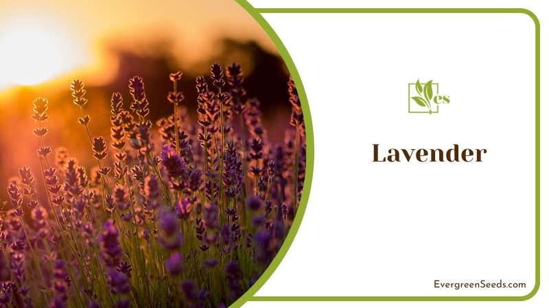 Lavender or Lavandula