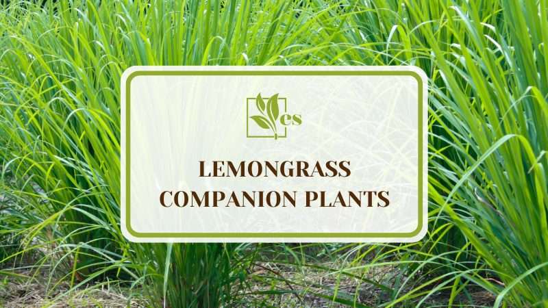 Lemongrass Companion Plants