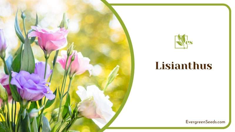 Lisianthus Flower