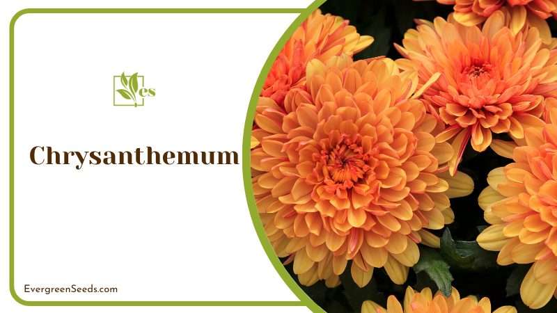 Magnoliopsida Chrysanthemum