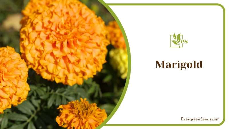 Marigold Cempasuchil