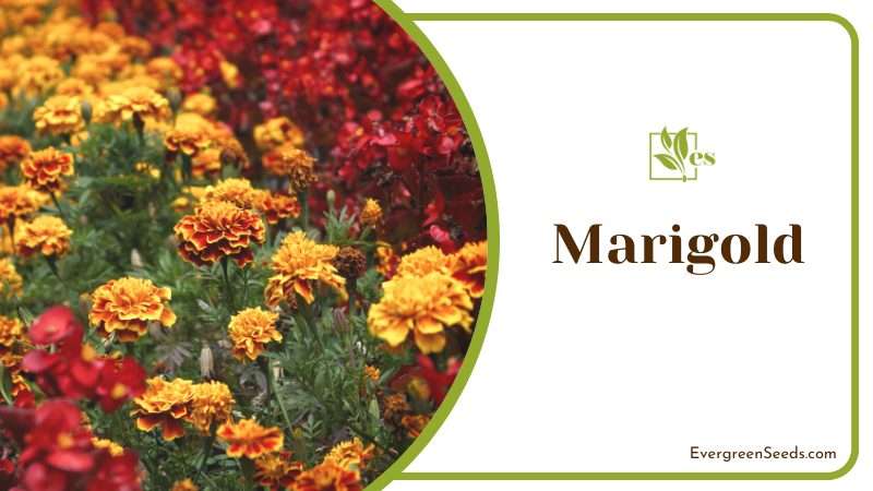 Marigold protect garden from snake attacks