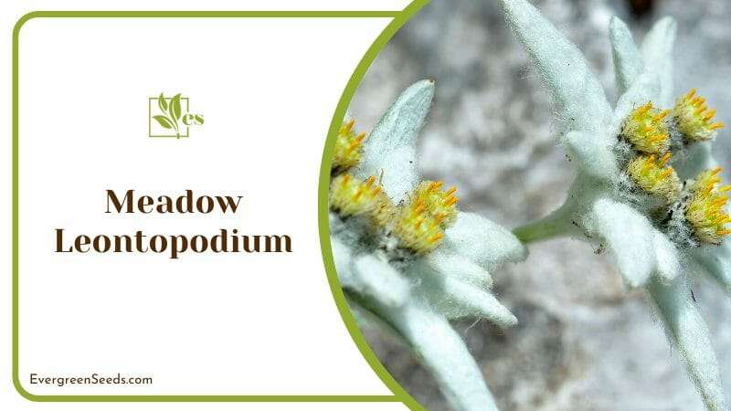 Meadow Leontopodium in Garden