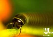 Millipedes Solutions for Houseplants