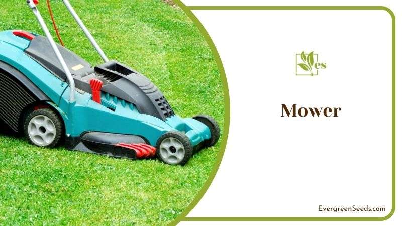 Mowers of All Shapes and Sizes