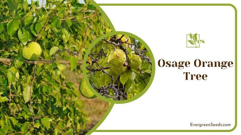 Osage Orange Tree