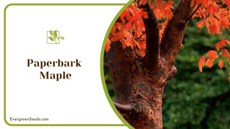 Paperbark Maple