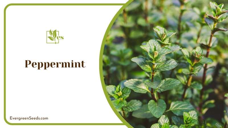 Peppermint or Menta Piperita