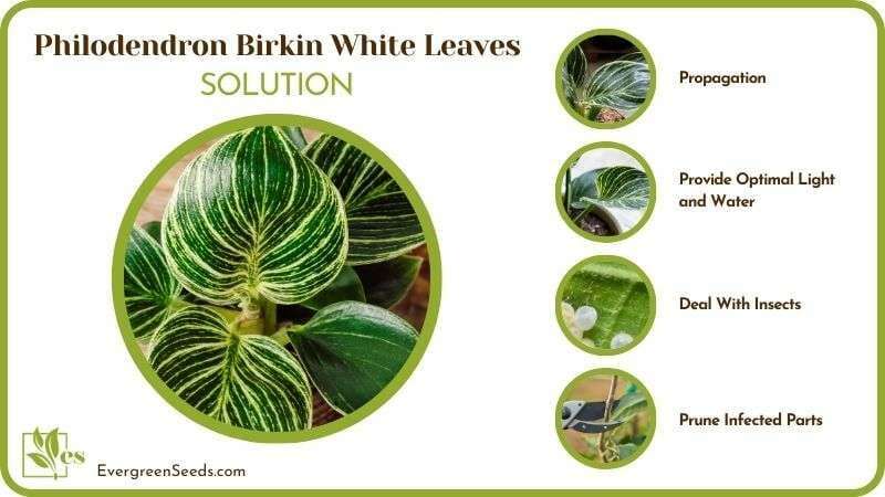 Philodendron Birkin White Leaves Cares