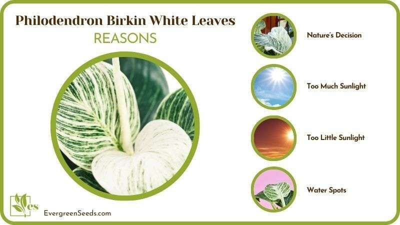 Philodendron Birkin White Leaves Causes
