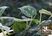 Philodendron Birkin White Leaves Common Causes   Care Guide