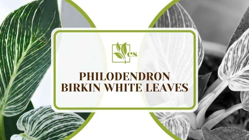 Philodendron Birkin White Leaves