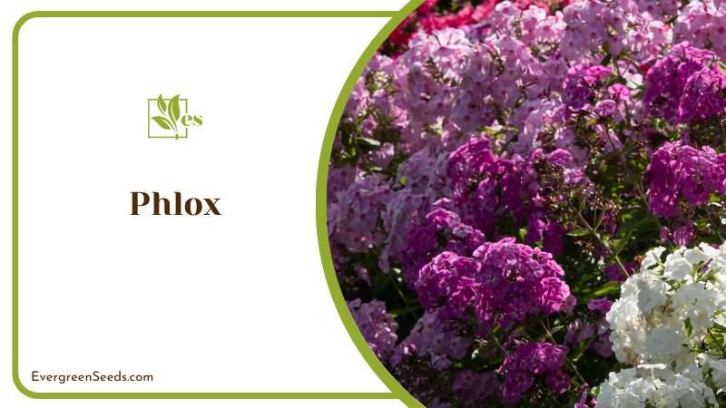 Phlox Plant