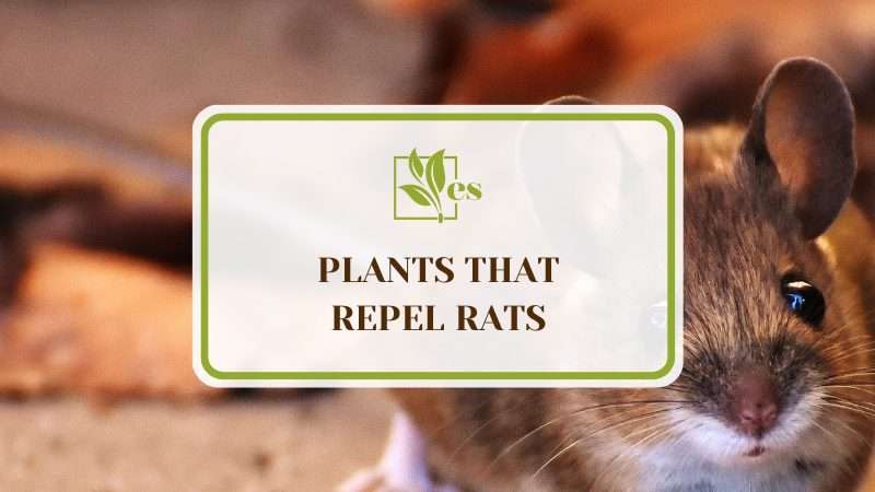 Plants that Repel Rats