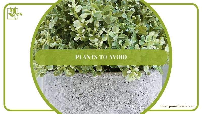 Plants to Avoid