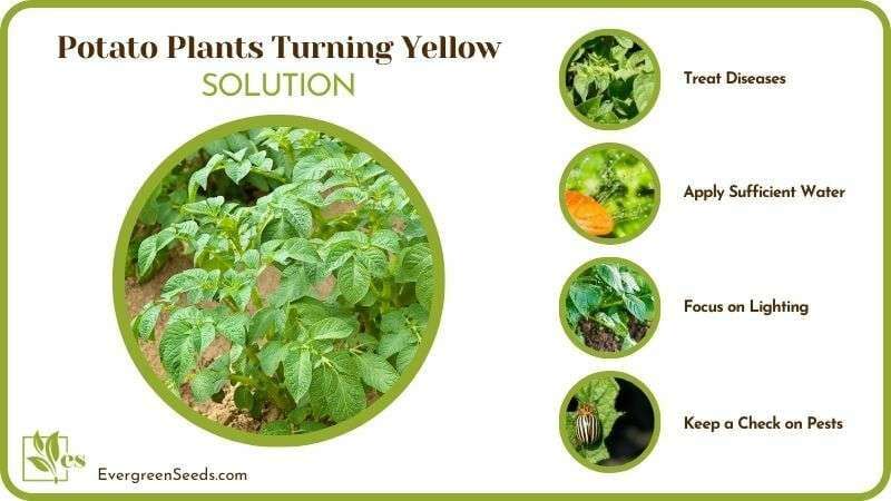 Potato Plants Turning Yellow Fixes