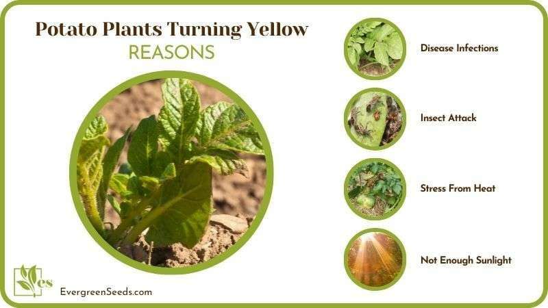 Potato Plants Turning Yellow Reasons