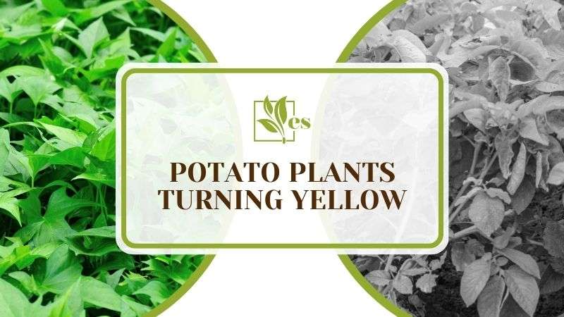 Potato Plants Turning Yellow