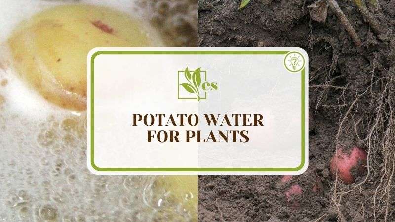 Potato Water For Plants