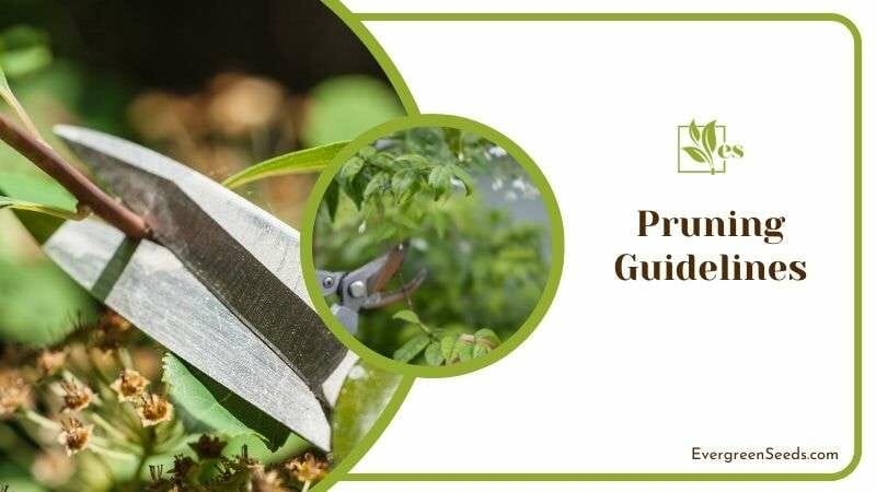 Pruning Guidelines for Mock Lemon Plants