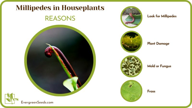 Reason for Millipedes in Houseplants