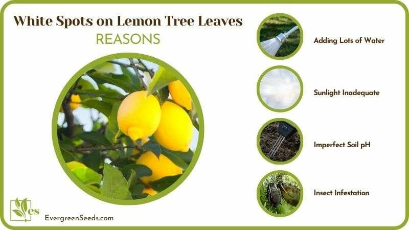 Reasons of White Spots on Lemon Tree Leaves
