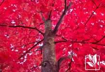 Red Tree Maple Autumn
