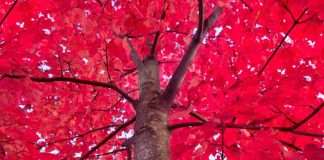 Red Tree Maple Autumn