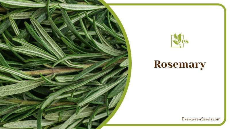 Rosemary or Salvia Rosmarinus