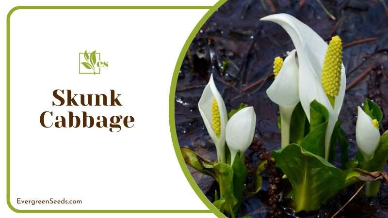 Skunk Cabbage contains snake repellent chemicals