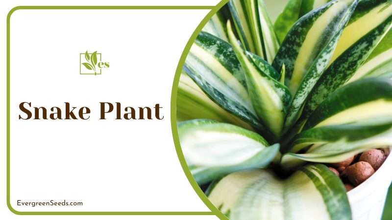 Snake Plant has sharp and tough leaves