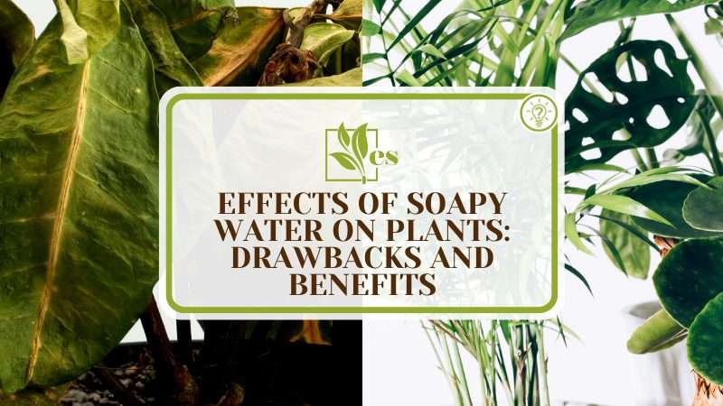 Soapy Waters Impact on Plants