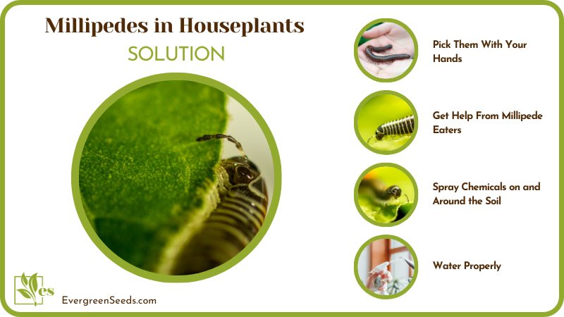 Solution for Millipedes in Houseplants