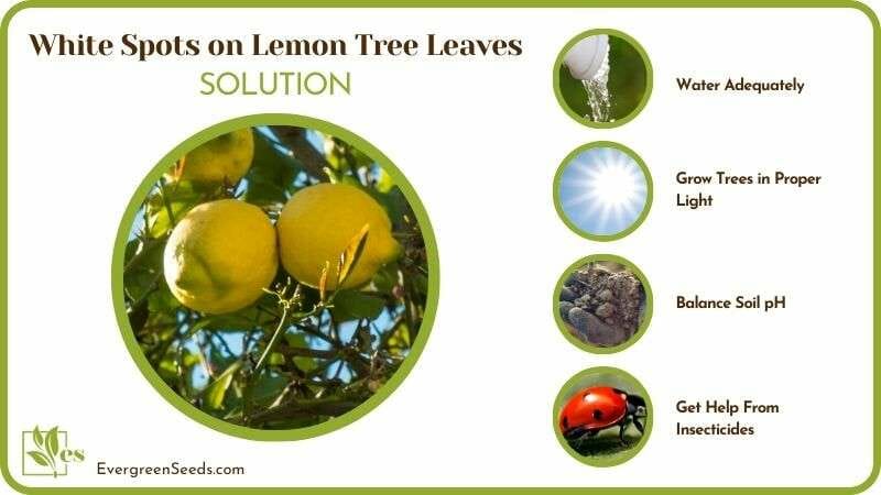 Solutions of White Spots on Lemon Tree Leaves