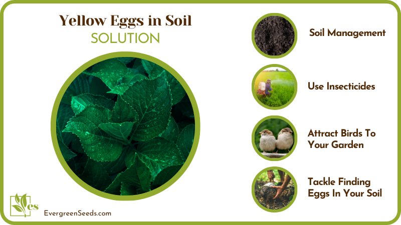 Solving Yellow Eggs in Soil