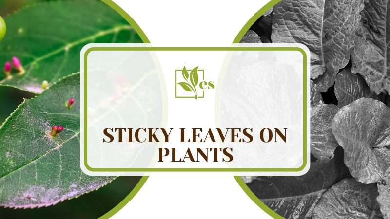 Sticky Leaves on Plants